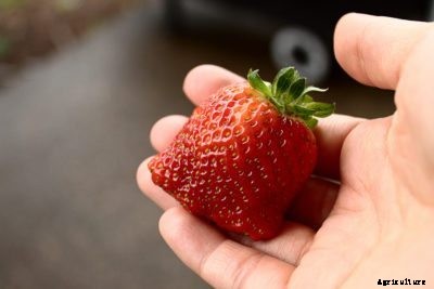 Seascape Berry Info – What Is A Seascape Strawberry