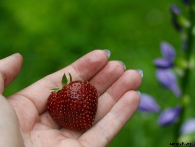 Growing Ozark Beauties – What Are Ozark Beauty Strawberries