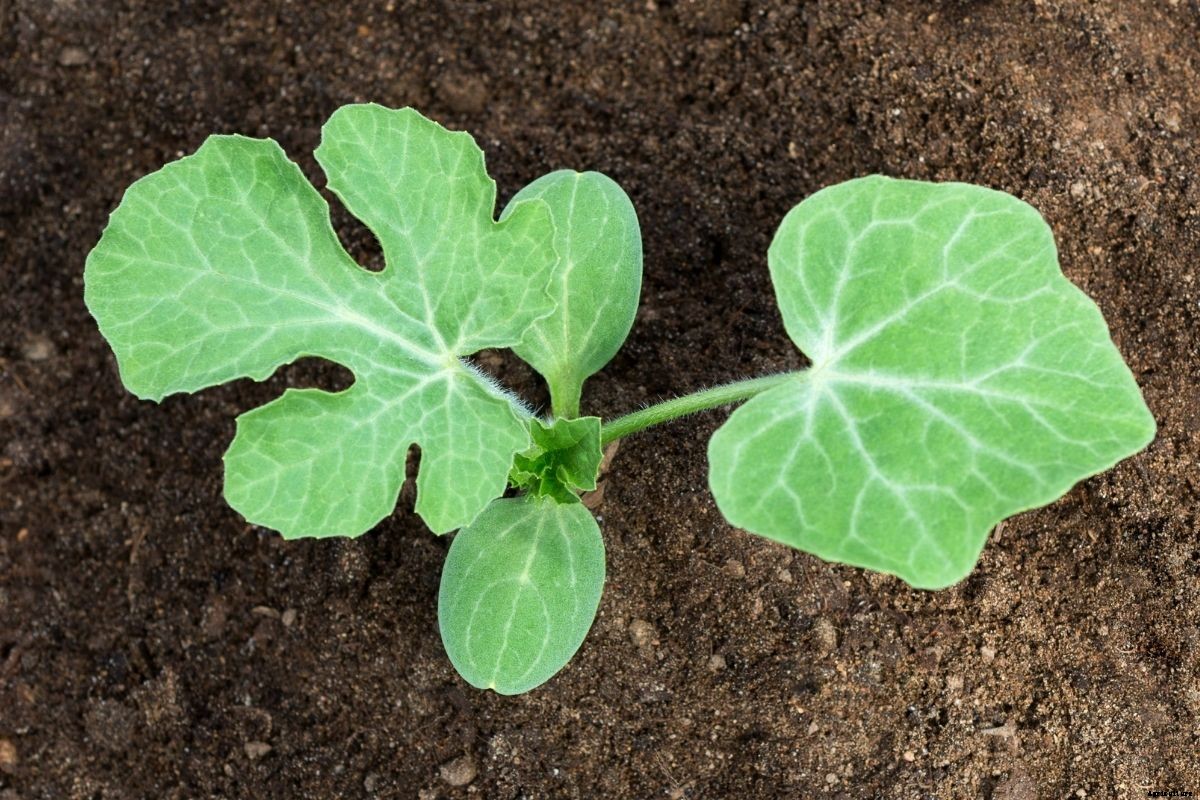 How to Grow Watermelon from Seed: A Step By Step Guide