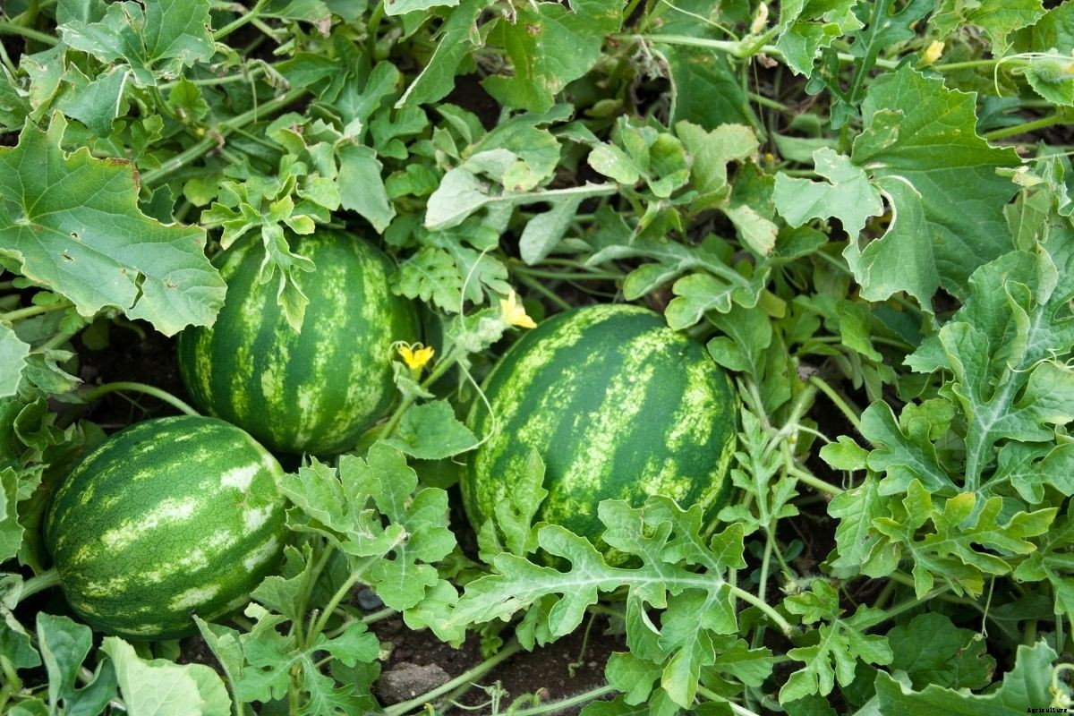 How to Grow Watermelon from Seed: A Step By Step Guide