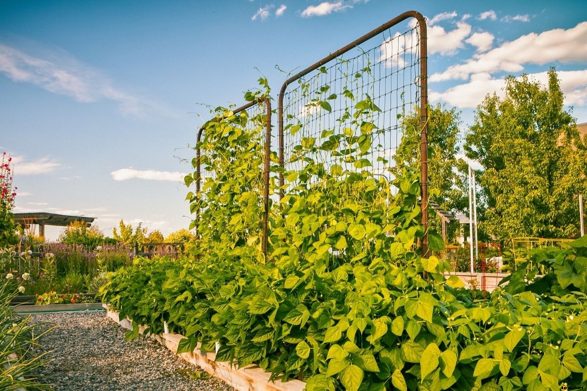 Garden Tips - October 2021