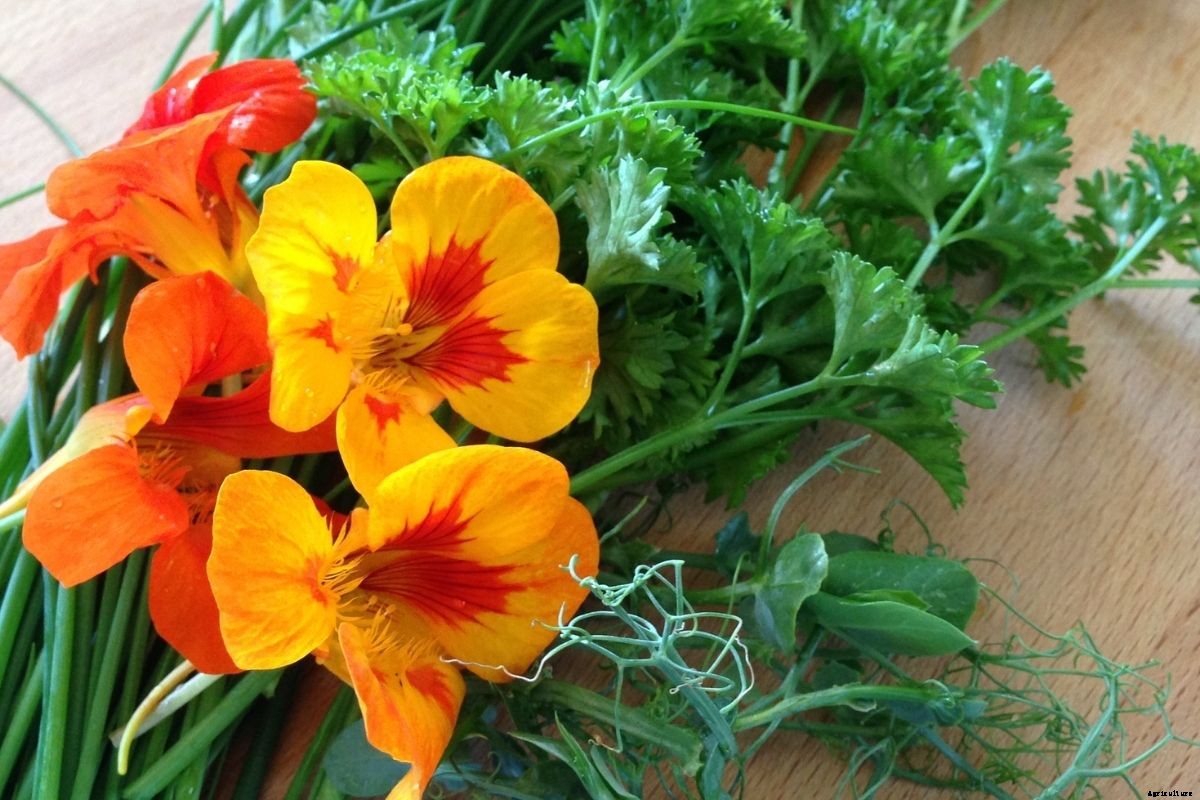 Top 5 Edible Flowers to Grow and Eat