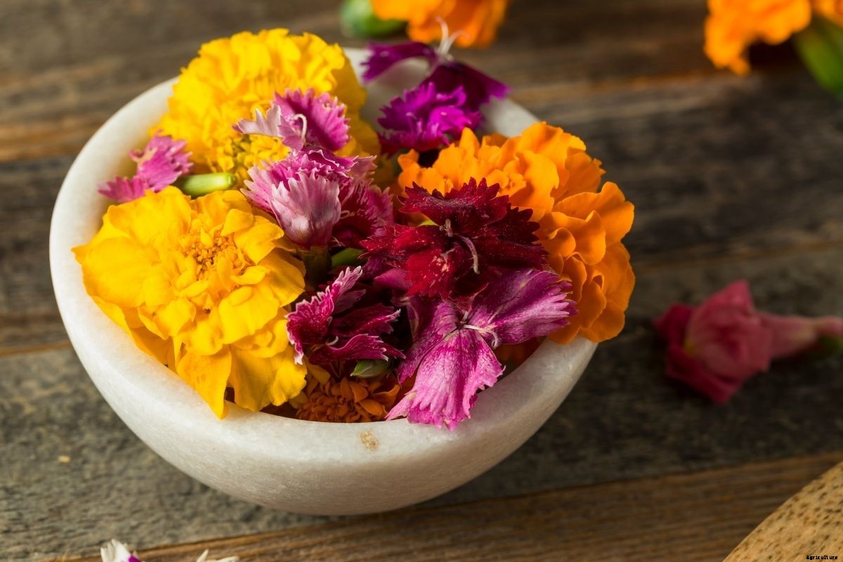 Top 5 Edible Flowers to Grow and Eat