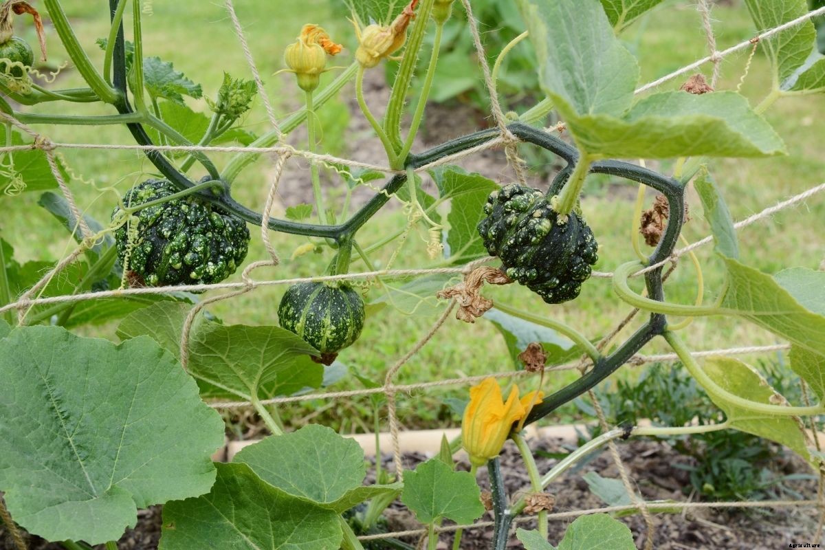 How to Grow and Dry Ornamental Gourds