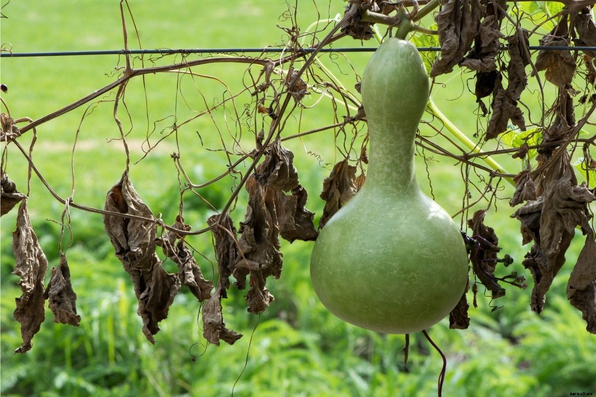 How to Grow and Dry Ornamental Gourds