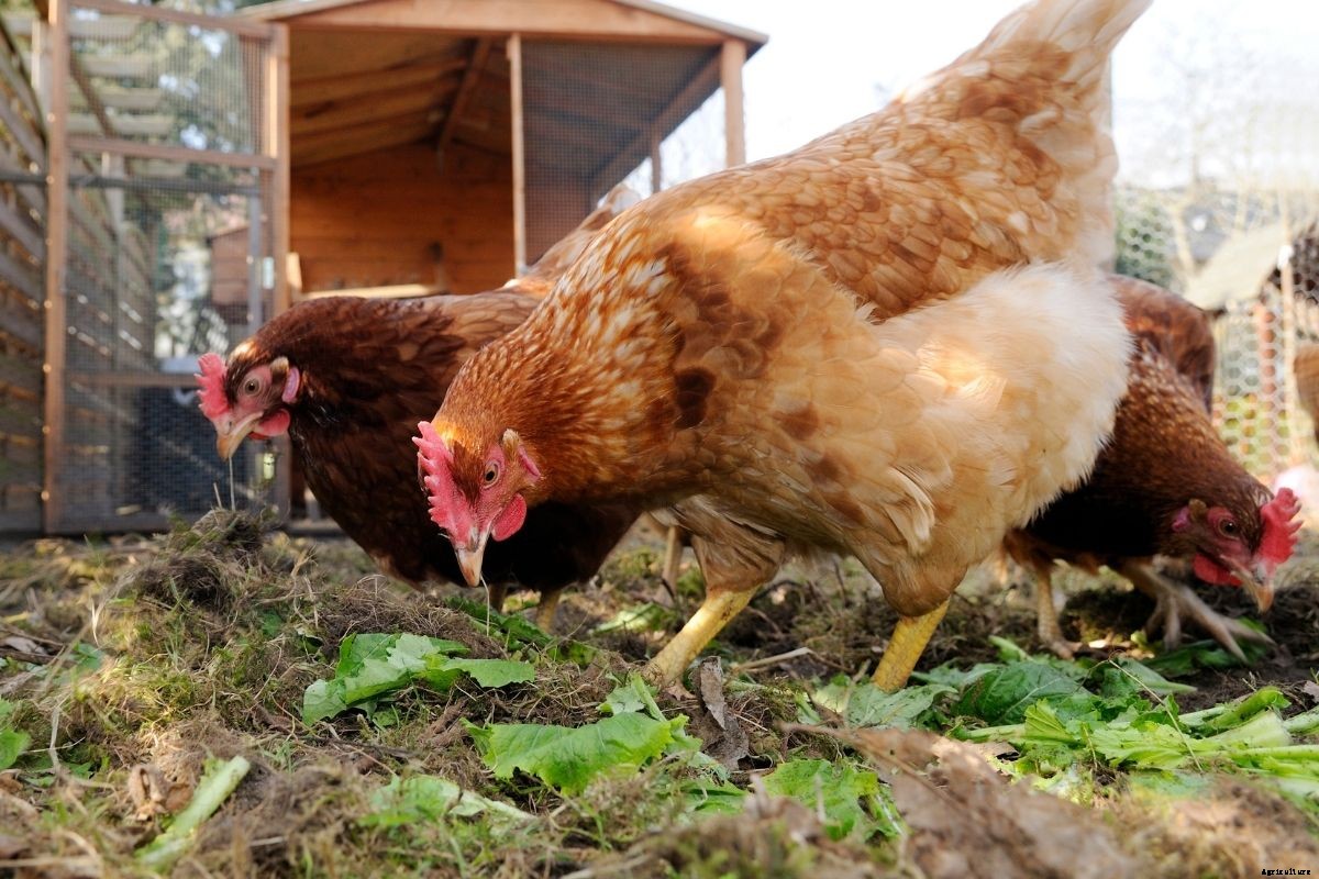 Plants to Grow to Supplement Your Chickens’ Feed