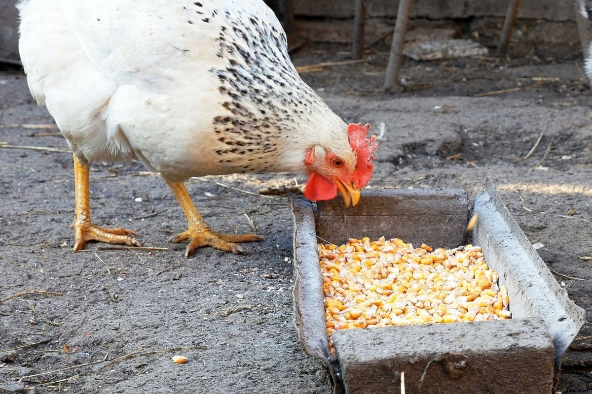 Plants to Grow to Supplement Your Chickens’ Feed