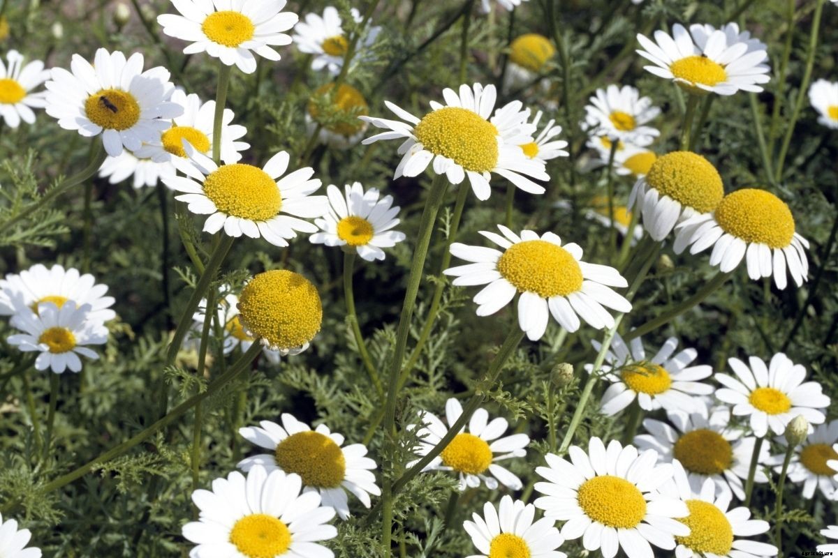 How to Make Homemade Pyrethrum Spray