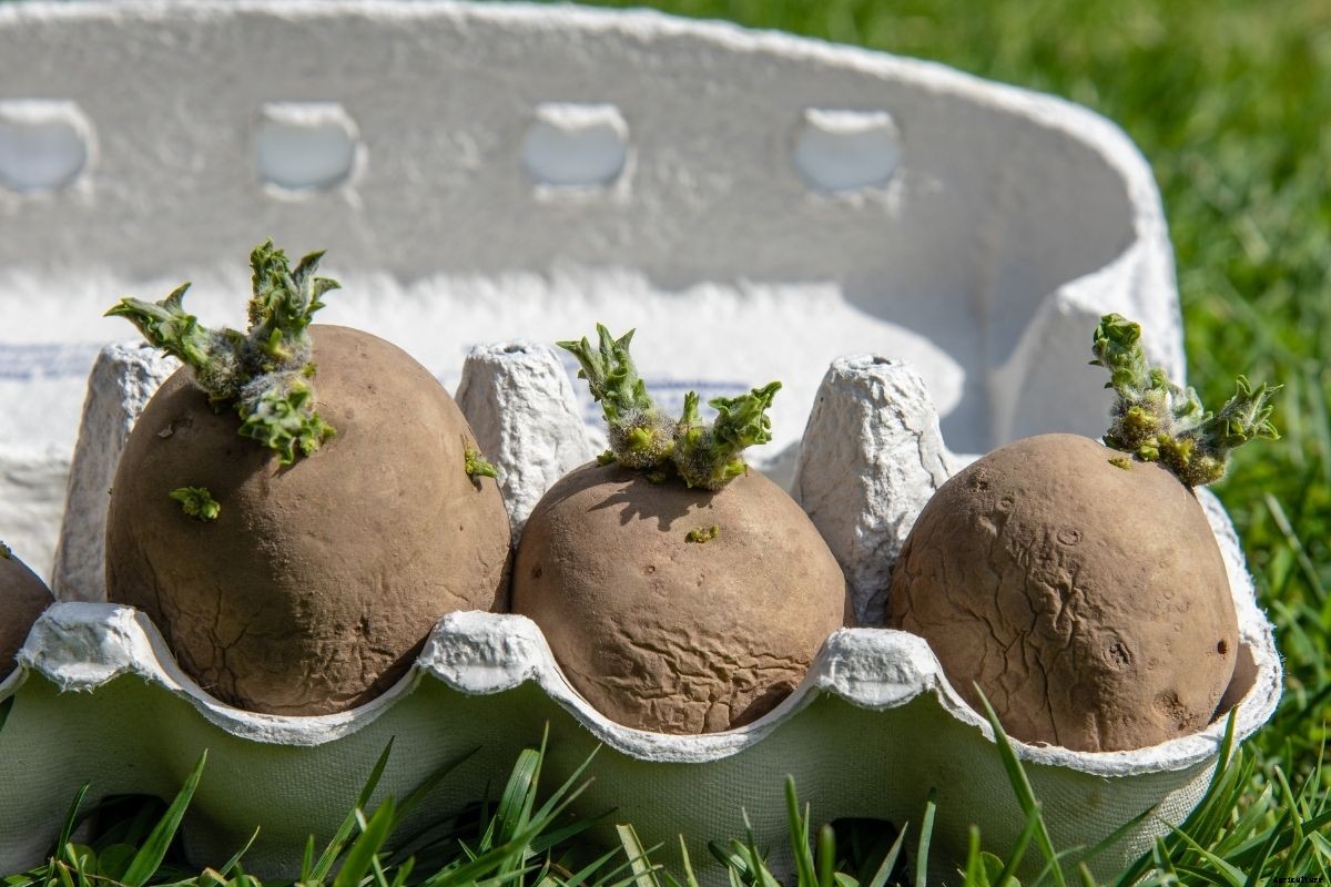 How to Grow Potatoes