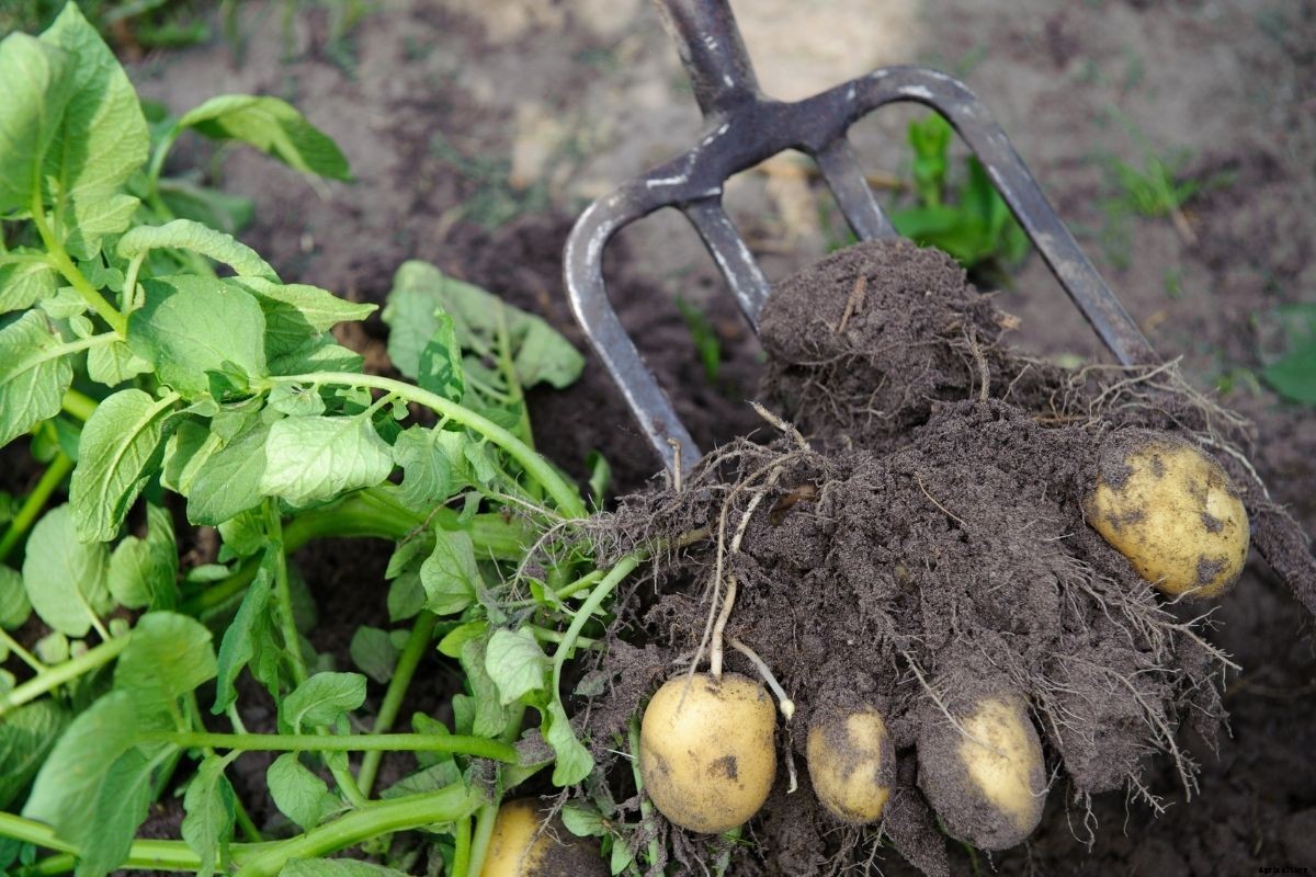 How to Grow Potatoes