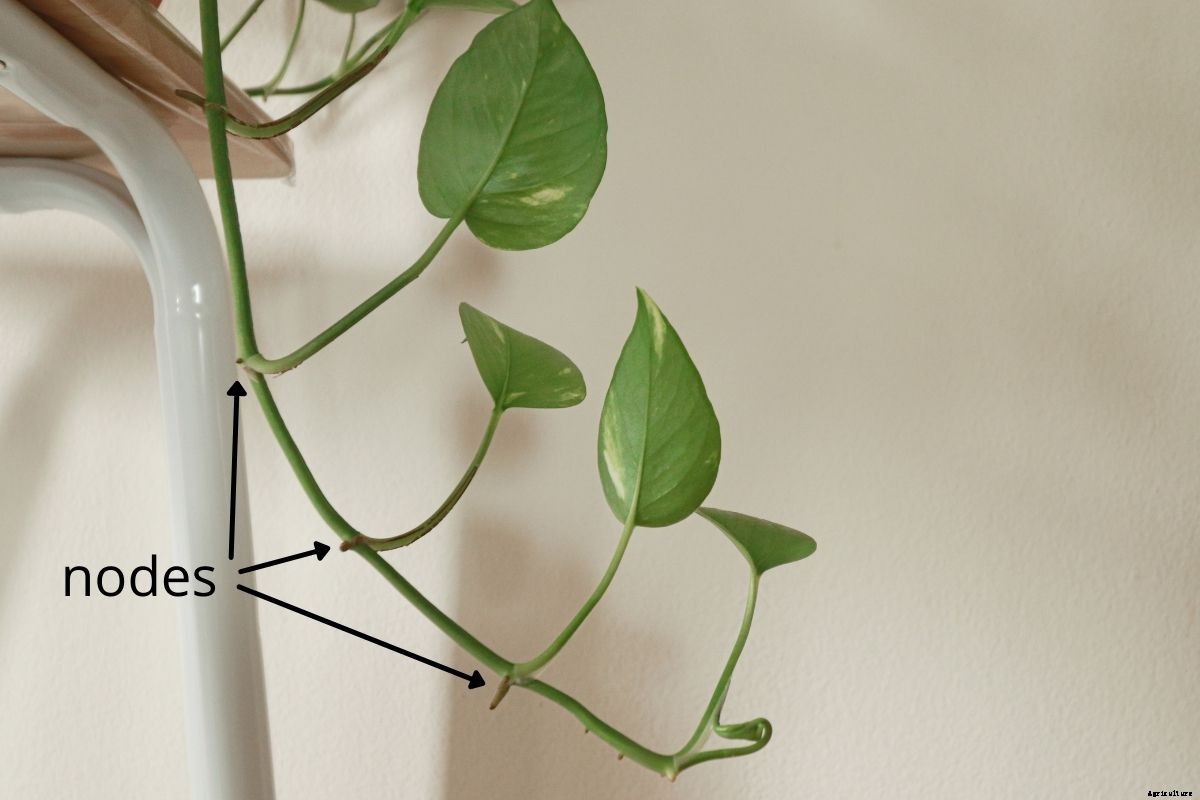 Easy Plant Propagation: How to Root Cuttings in Water