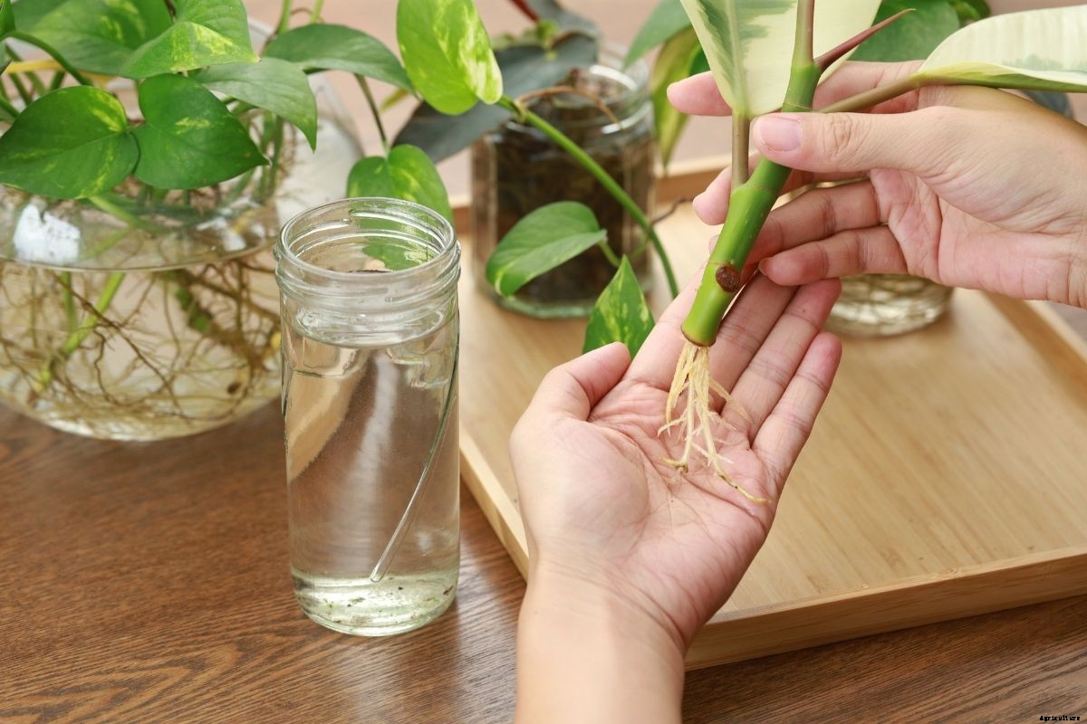 Easy Plant Propagation: How to Root Cuttings in Water