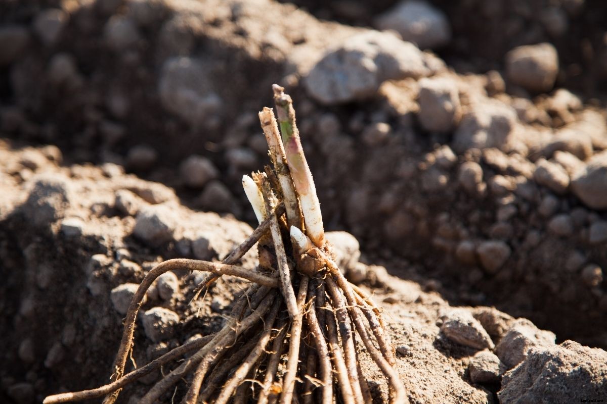 How to Plant Asparagus Crowns to Grow Sweet, Juicy Spears