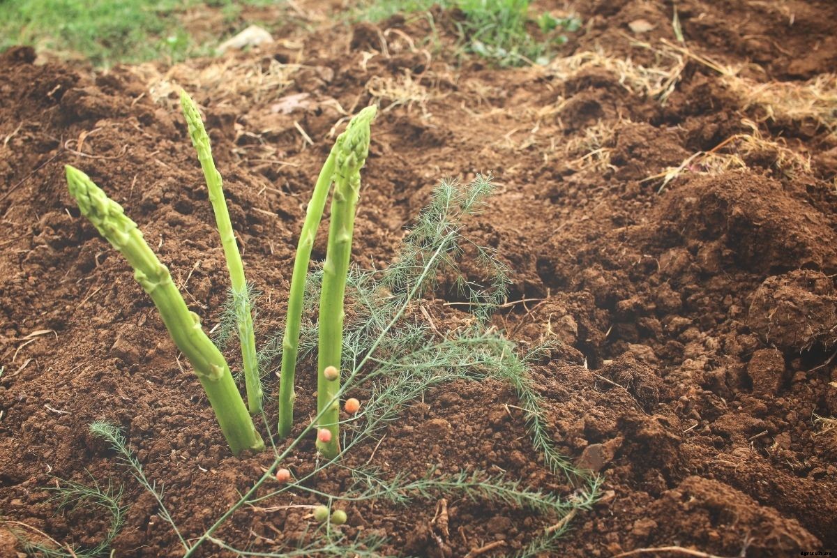 How to Plant Asparagus Crowns to Grow Sweet, Juicy Spears