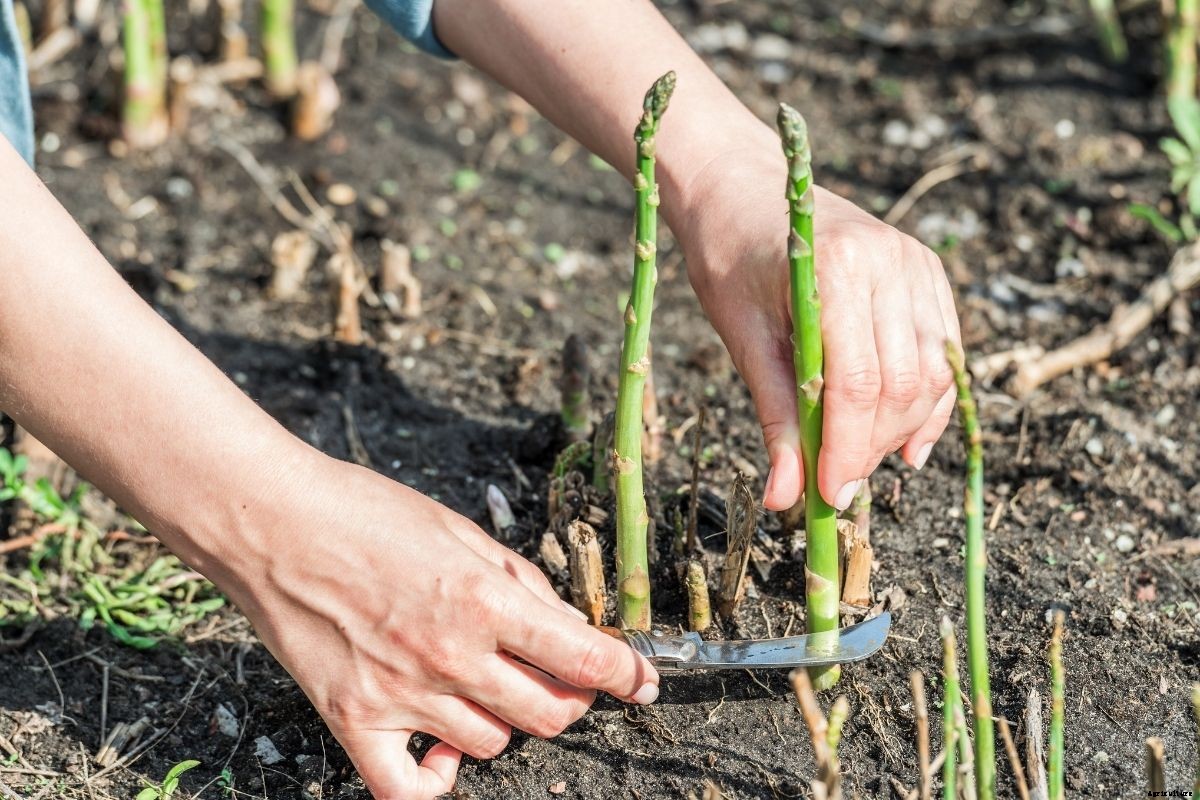 How to Plant Asparagus Crowns to Grow Sweet, Juicy Spears