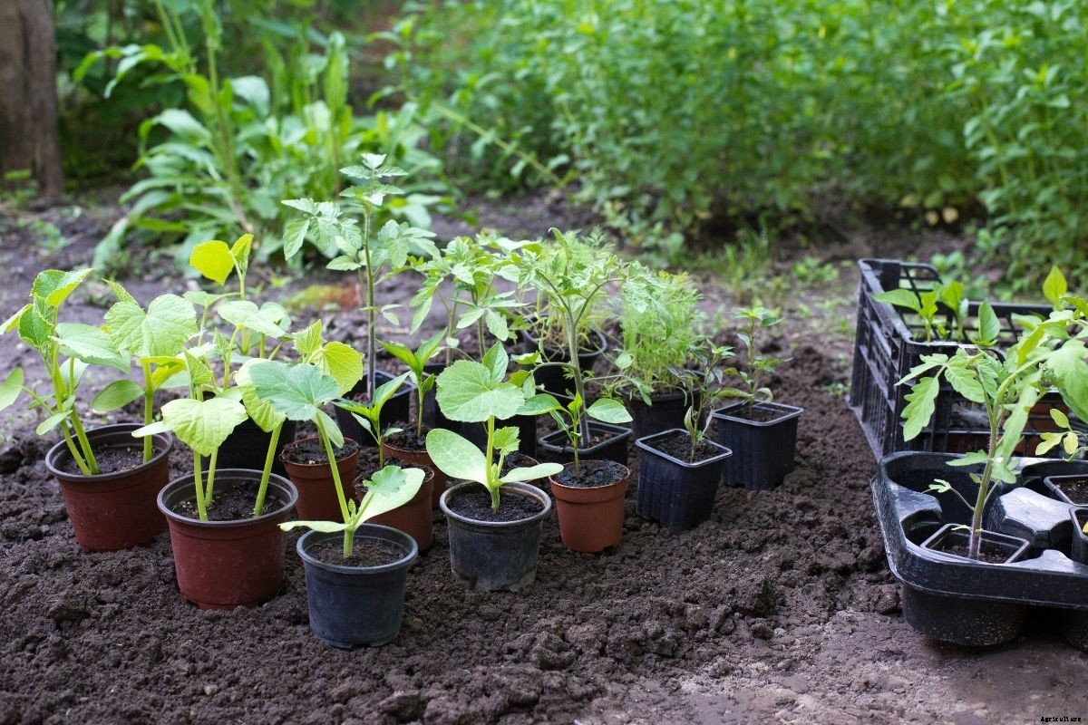 Planning Your Spring and Summer Veggie Patch