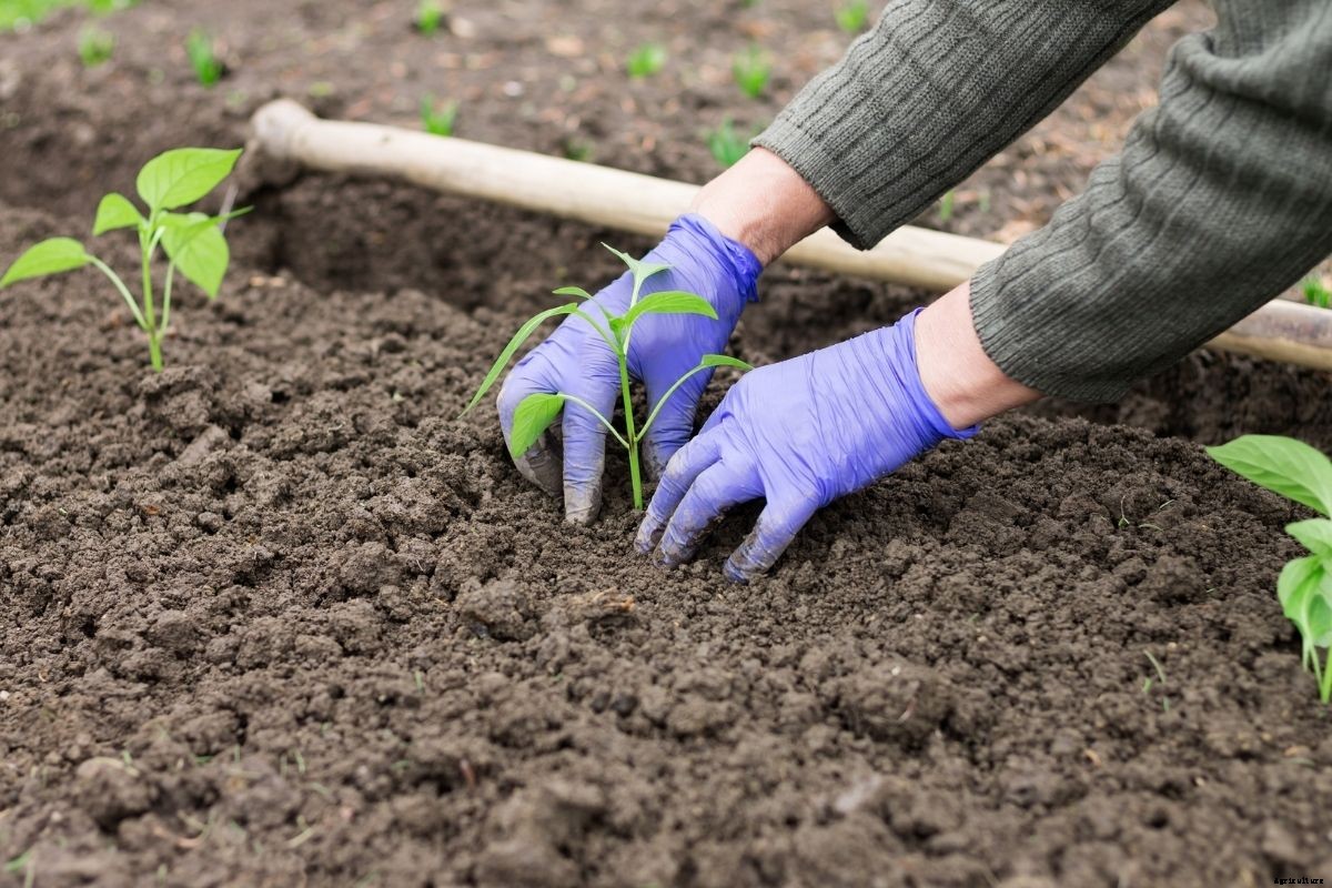 Planning Your Spring and Summer Veggie Patch