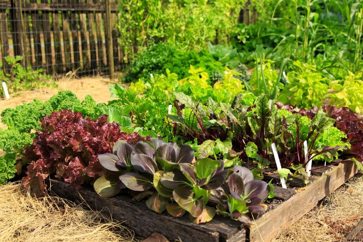 Planning Your Spring and Summer Veggie Patch