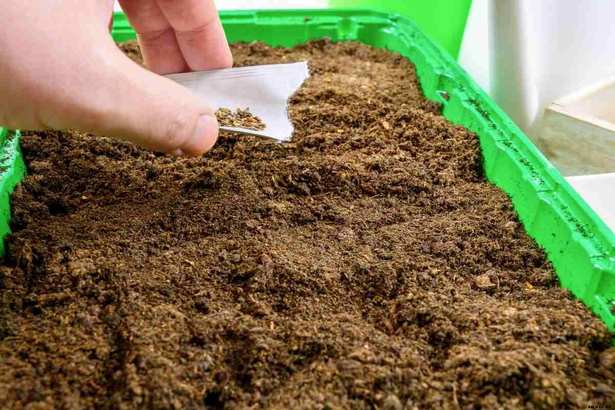 9 Common Mistakes When Starting Seeds Indoors