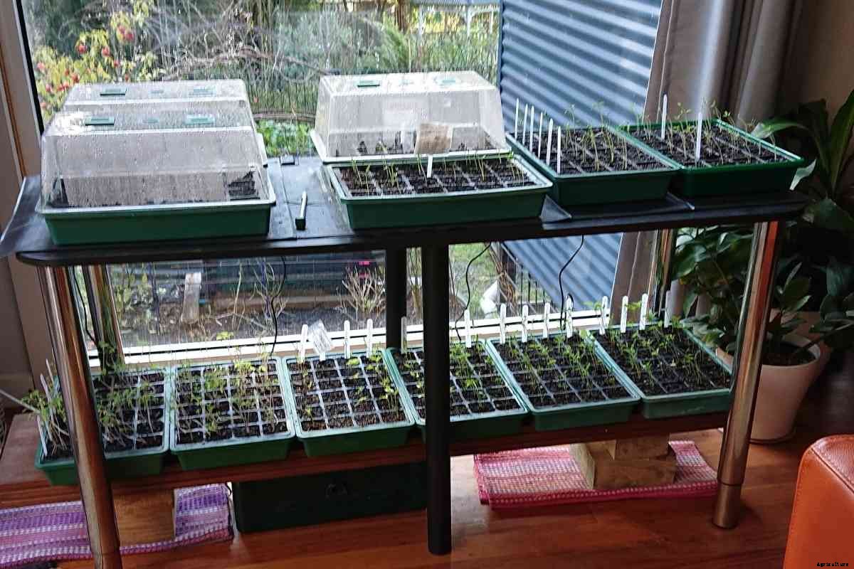 9 Common Mistakes When Starting Seeds Indoors