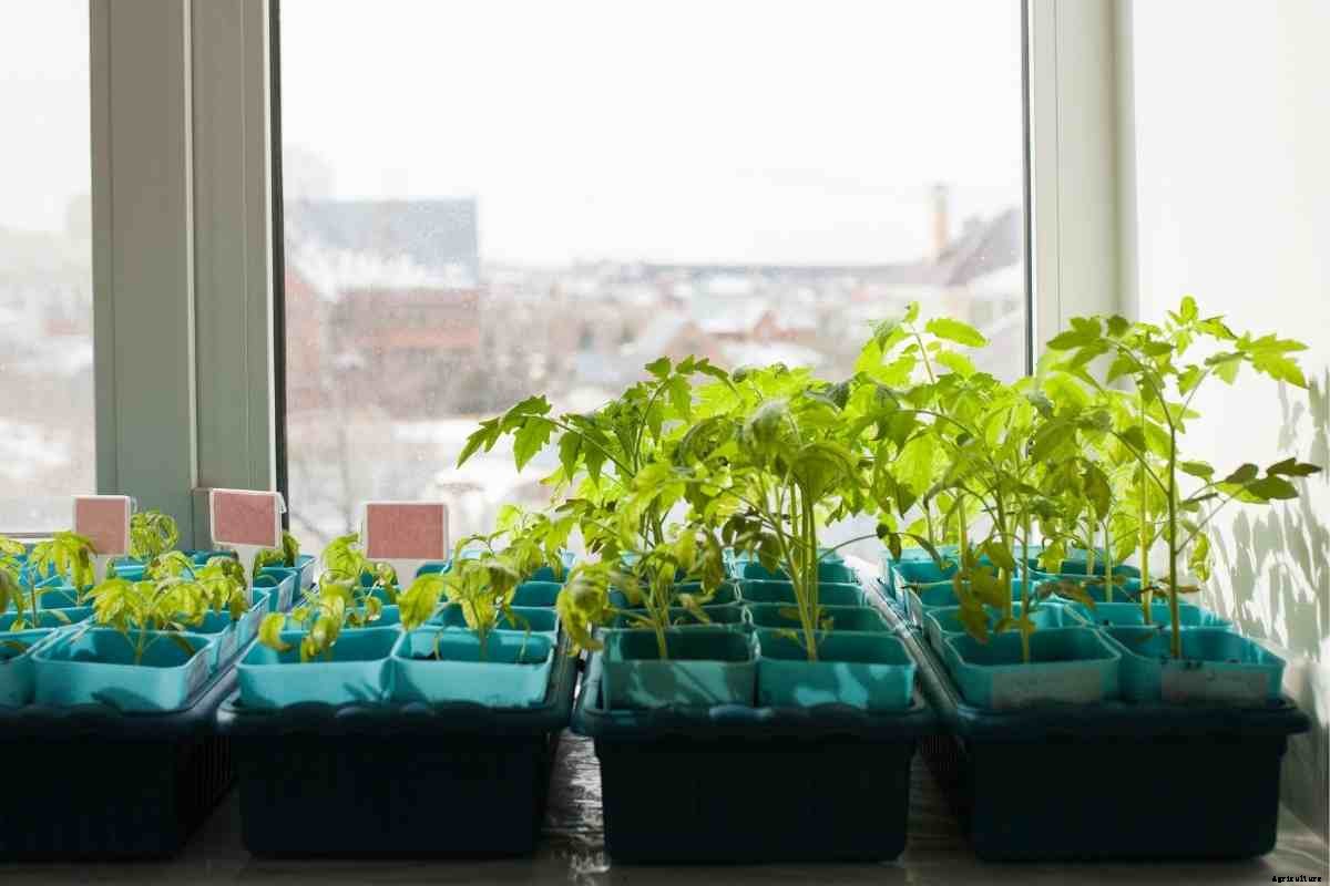 9 Common Mistakes When Starting Seeds Indoors