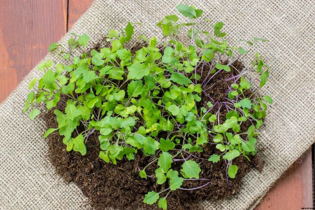 Kohlrabi: A Unique Member of the Brassica Family