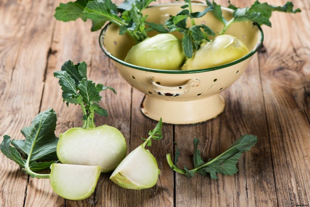 Kohlrabi: A Unique Member of the Brassica Family