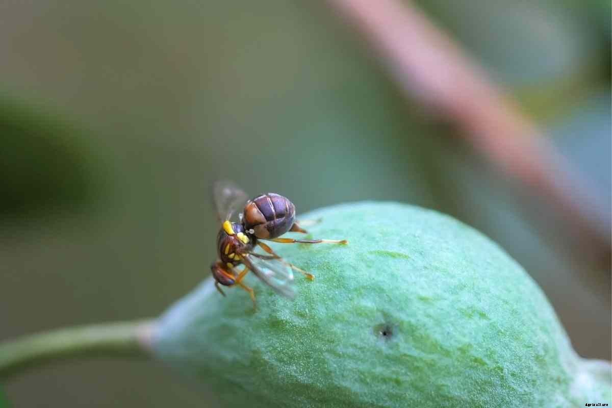 Controlling Queensland Fruit Fly in Home Gardens