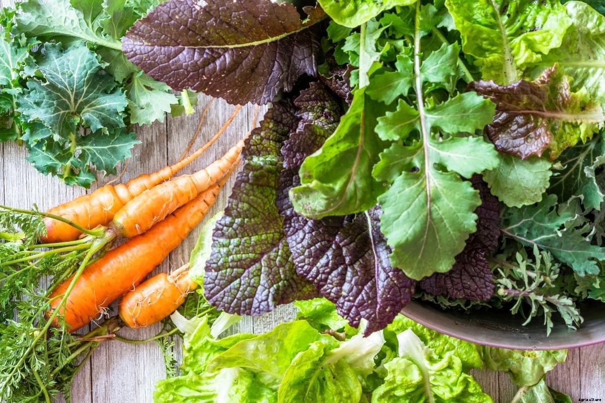 Garden Tips- July 2021