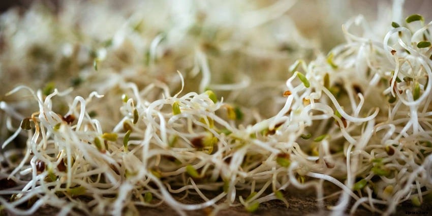 Sprouts: Tasty, Healthy, and Fun to Grow All Year Round