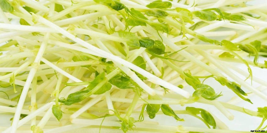 Sprouts: Tasty, Healthy, and Fun to Grow All Year Round