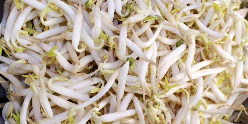 Sprouts: Tasty, Healthy, and Fun to Grow All Year Round