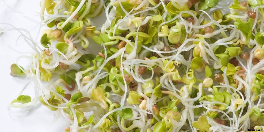 Sprouts: Tasty, Healthy, and Fun to Grow All Year Round
