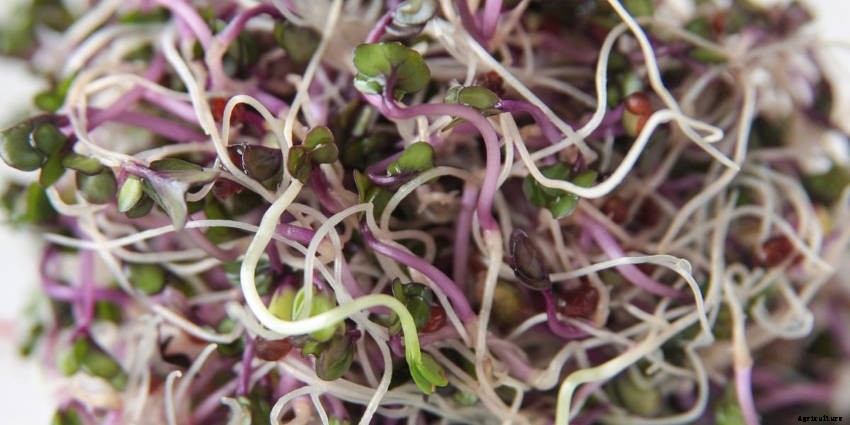 Sprouts: Tasty, Healthy, and Fun to Grow All Year Round