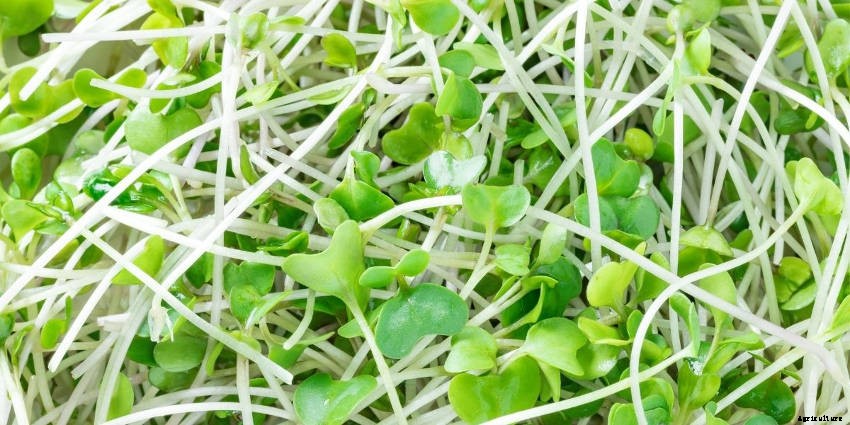 Sprouts: Tasty, Healthy, and Fun to Grow All Year Round