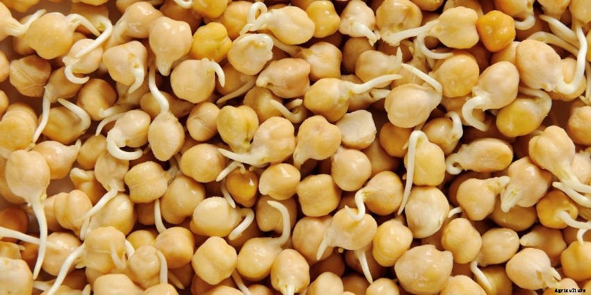 Sprouts: Tasty, Healthy, and Fun to Grow All Year Round