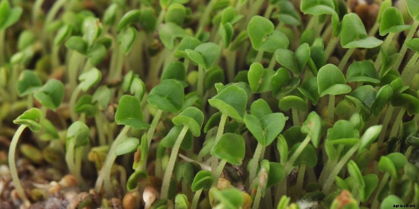 Sprouts: Tasty, Healthy, and Fun to Grow All Year Round