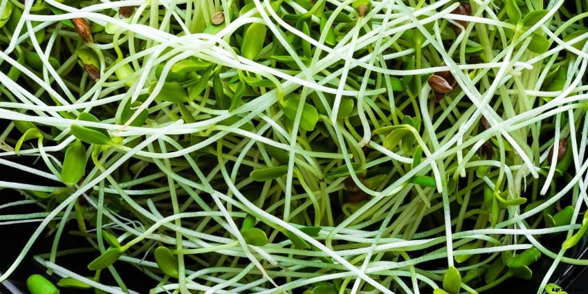 Sprouts: Tasty, Healthy, and Fun to Grow All Year Round