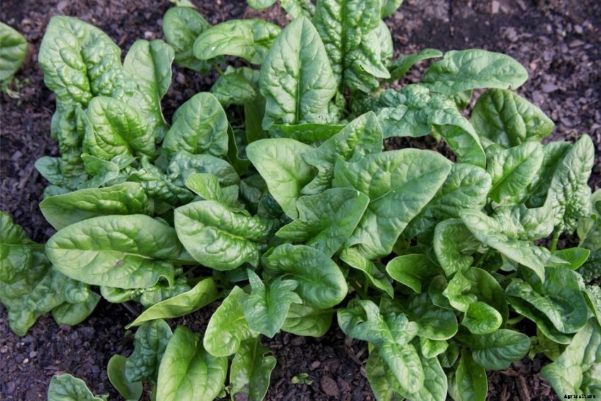 Spinach: The Original Superfood?