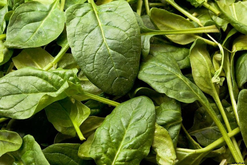 Spinach: The Original Superfood?