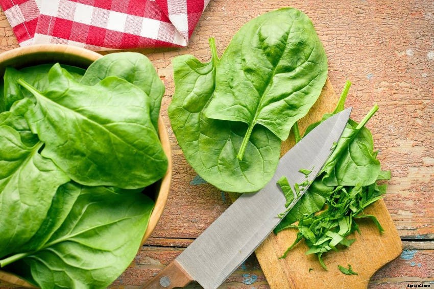 Spinach: The Original Superfood?