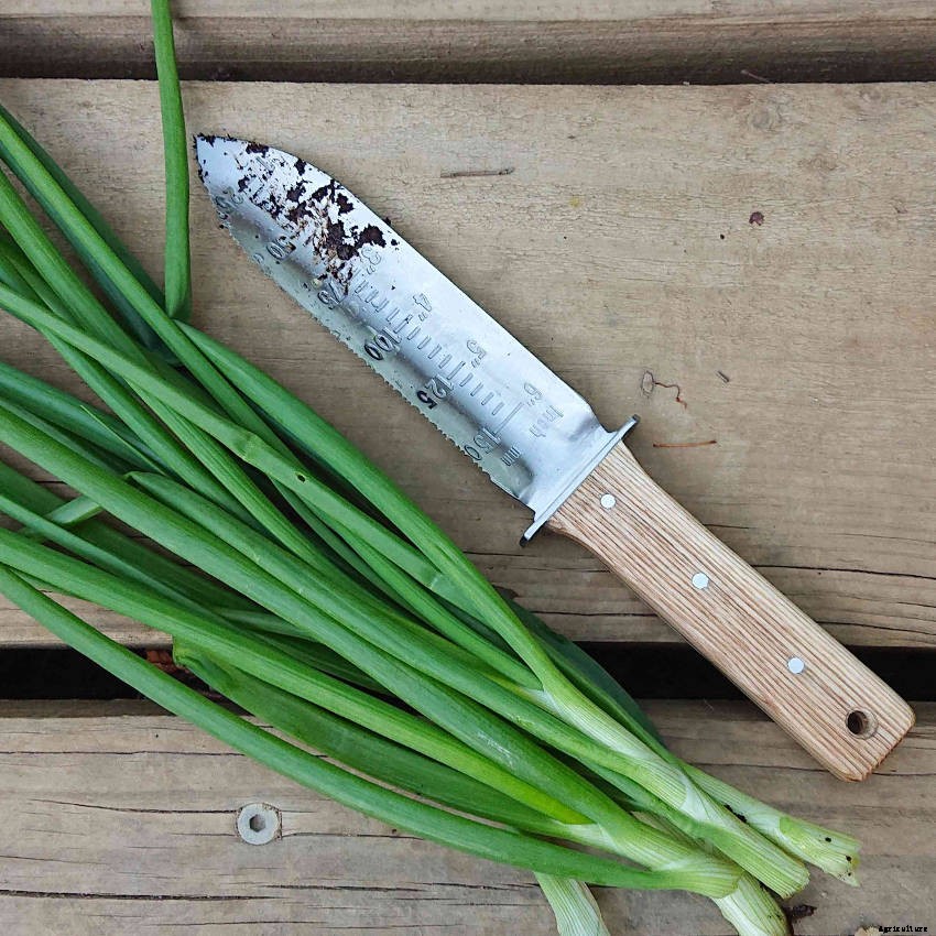 Why a Hori Hori Knife Could Become Your Favourite Hand Tool