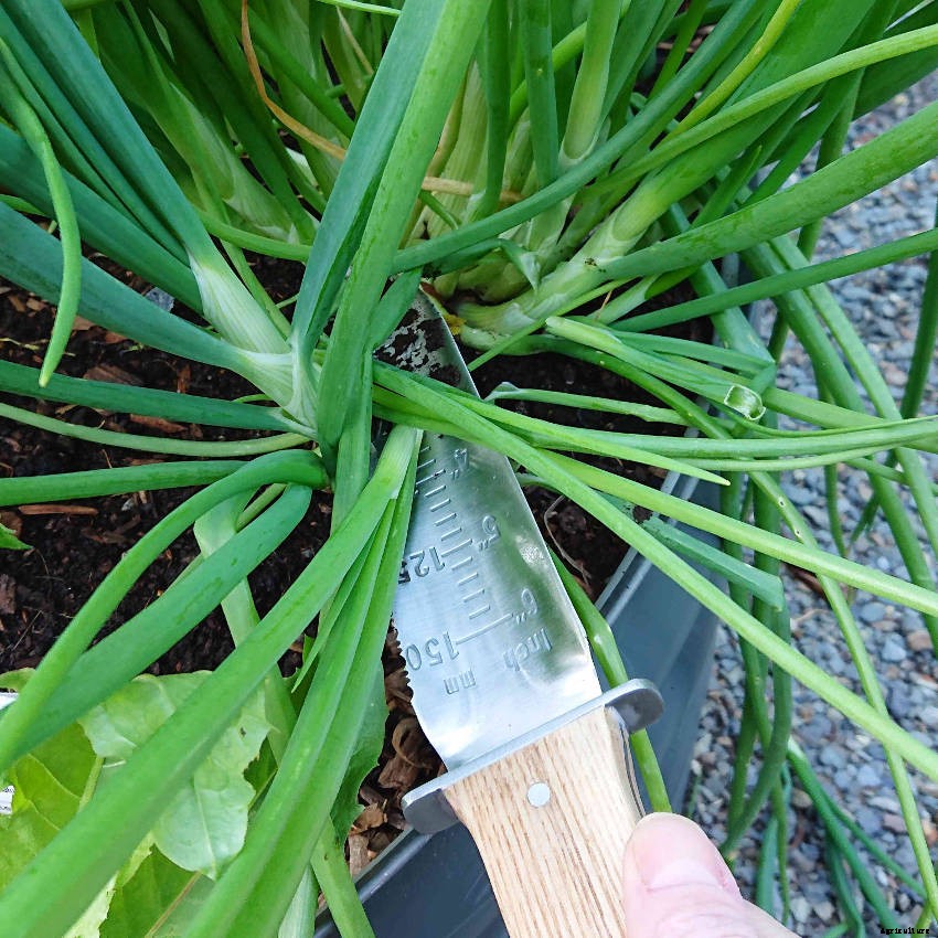 Why a Hori Hori Knife Could Become Your Favourite Hand Tool