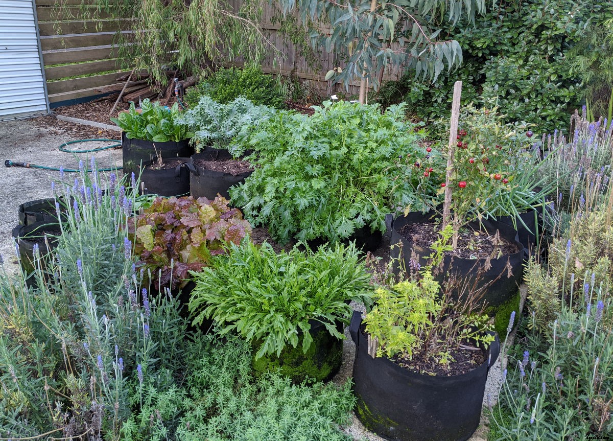 Garden Tips- June 2021