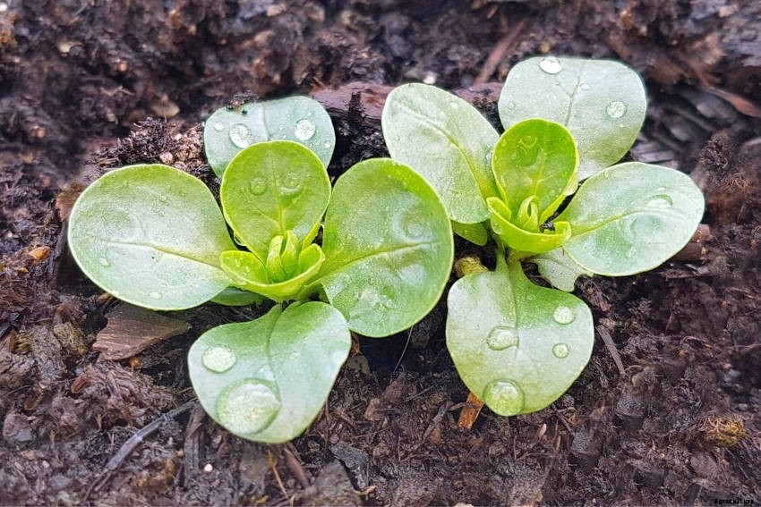 Corn Salad: A Guide to Growing the Cool-Season Leaf