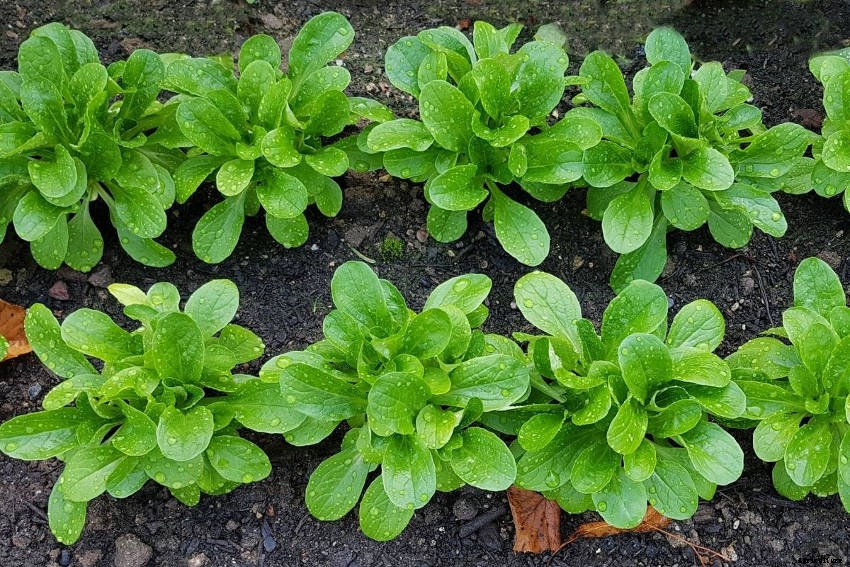 Corn Salad: A Guide to Growing the Cool-Season Leaf