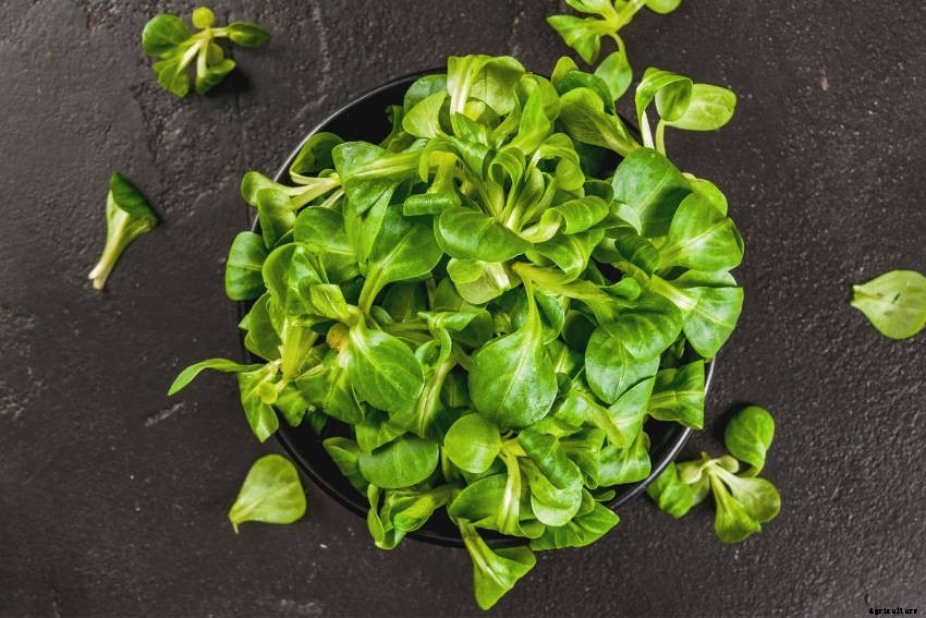 Corn Salad: A Guide to Growing the Cool-Season Leaf