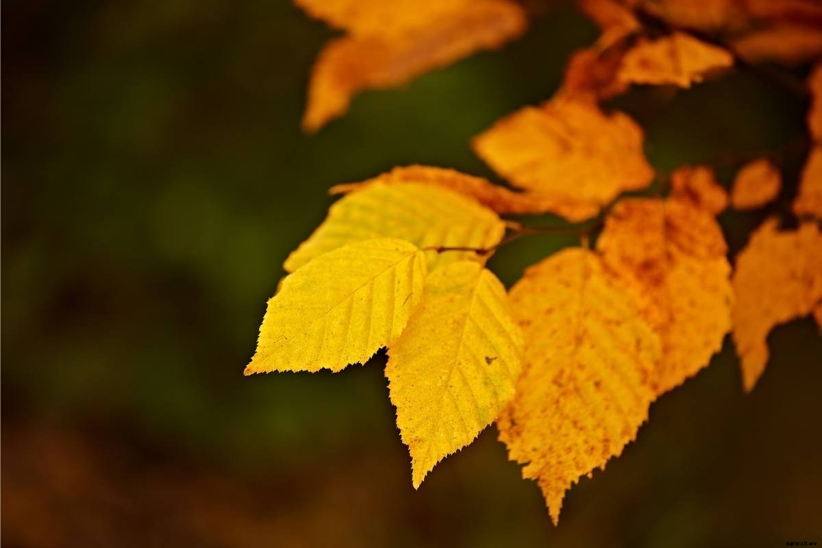 Garden Tips- May 2021