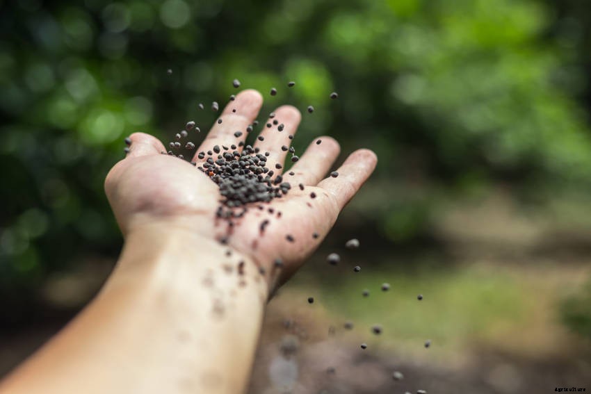 Biofumigation: An Organic Way of Reducing Soil-Borne Diseases