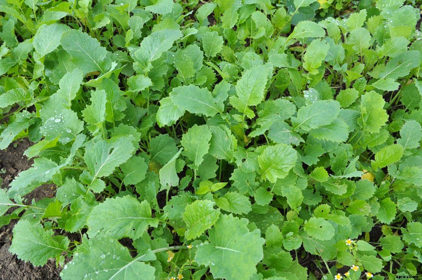 Biofumigation: An Organic Way of Reducing Soil-Borne Diseases